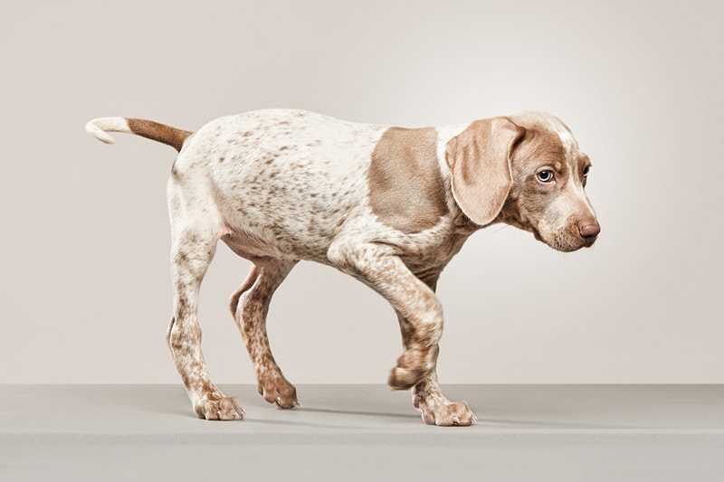 Why Is My Puppy Limping? 10 Vet Reviewed Reasons