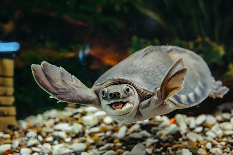 Why Does My Turtle Stare at Me? Vet-Reviewed Reasons & Behaviors