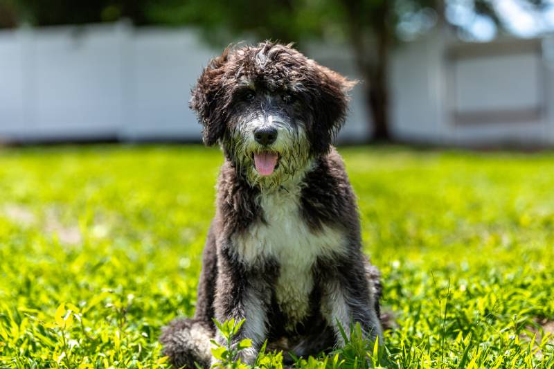 When Does a Puppy Become an Adult? Vet Reviewed Explanation