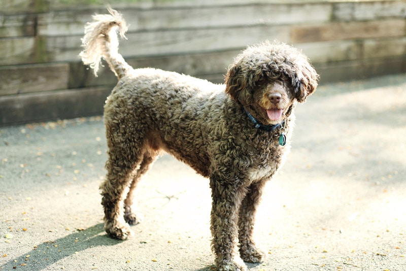 How Long Do Portuguese Water Dogs Live? Vet Approved Lifespan, Data & Care
