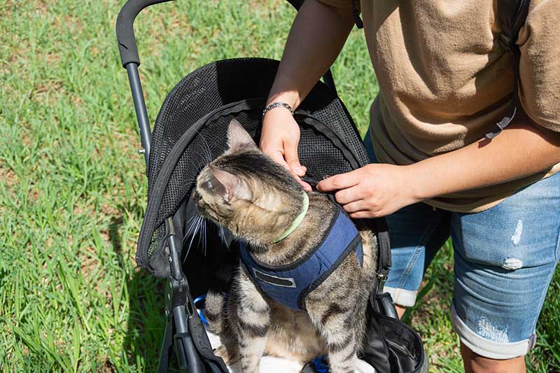 How to Put a Cat Harness On: 5 Vet-Approved Tips & Advice