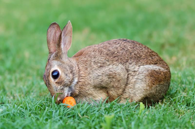 30 Beautiful Show Rabbit Breeds (With Info & Pictures)
