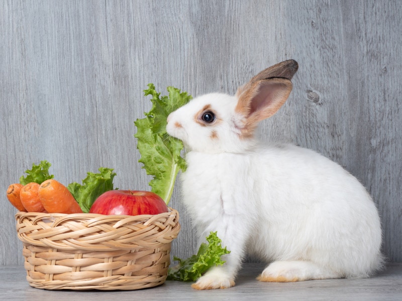 How Much Food Should a Rabbit Eat? Vet-Approved Options & Feeding Tips