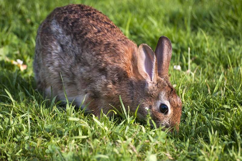 Why Do Rabbits Eat Their Poop? 5 Vet Reviewed Reasons