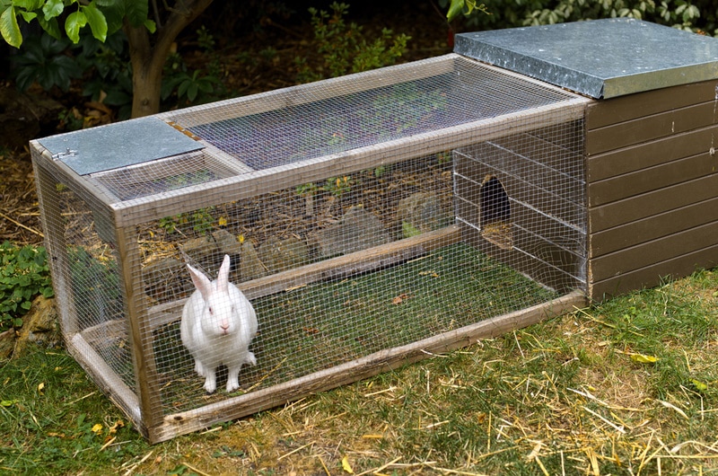 7 Beautiful DIY Rabbit Hutches You Can Make Today (With Pictures)