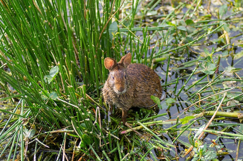 Can Rabbits Swim? Facts & Safety Tips