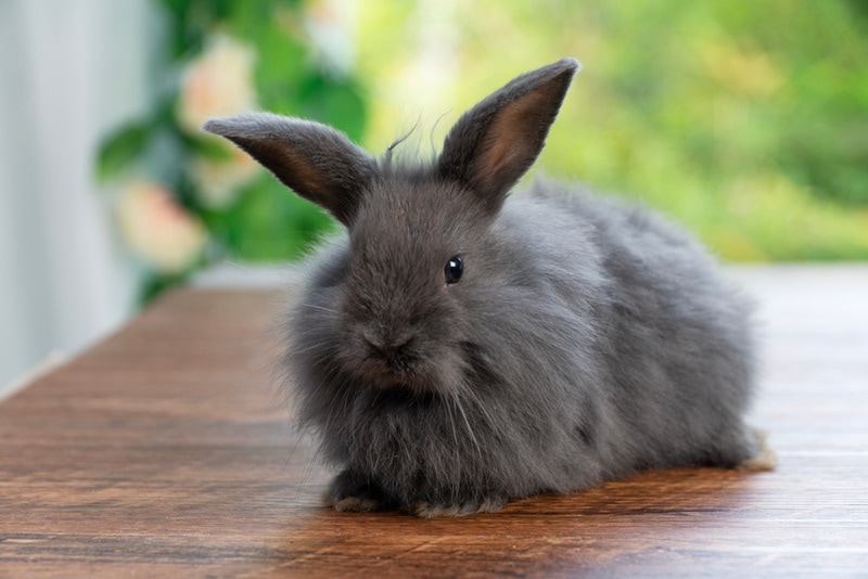 Why Is My Rabbit Sneezing? 6 Vet-Approved Reasons