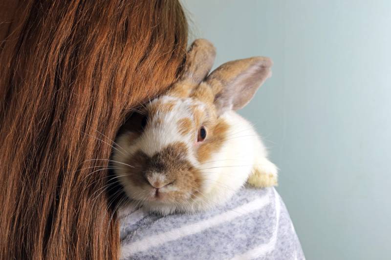 How to Find a New Home for a Rabbit: 10 Important Tips