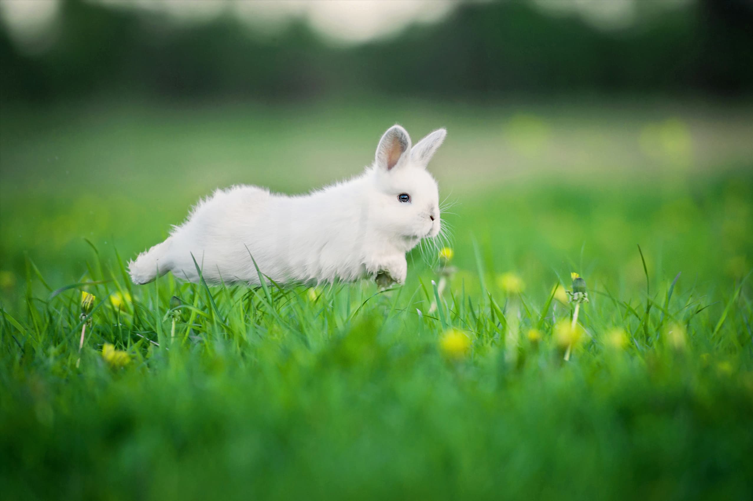 Will My Rabbit Run Away if I Let It Outside? Safety Tips & More