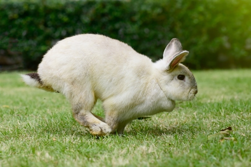 How Fast Can a Pet Rabbit Run? Speed Comparison & FAQs