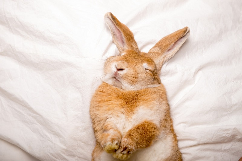 14 Rabbit Sleeping Positions & Their Meanings (With Pictures)