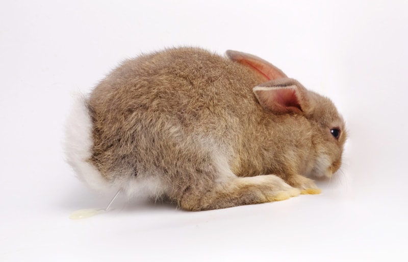 Rabbit Urine Color Guide: Vet-Verified Causes & Recommendations