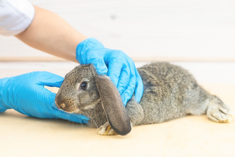 How Much Does It Cost to Spay or Neuter a Rabbit? 2026 Update