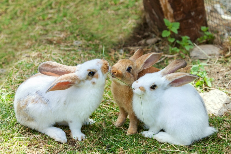 What Can Pet Rabbits Eat? 4 Vet Reviewed Options