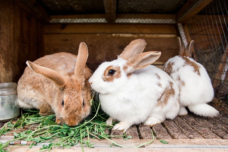 Can Rabbits Eat Guinea Pig Food? Vet-Reviewed Safety Facts