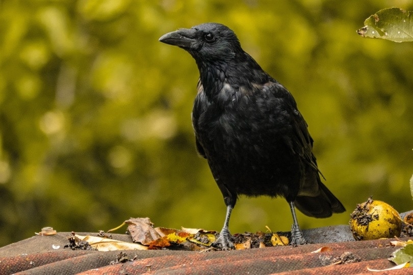 10 Black Pet Bird Species You Can Bring Home (With Info & Pictures)