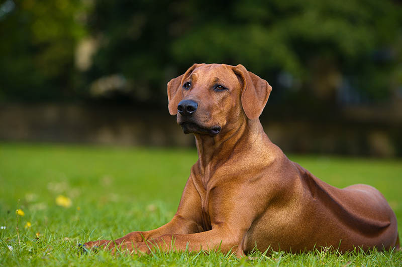 rhodesian ridgeback on field