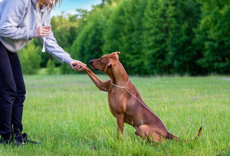 20 Hound Dog Breeds: Info, Pictures, Facts & History