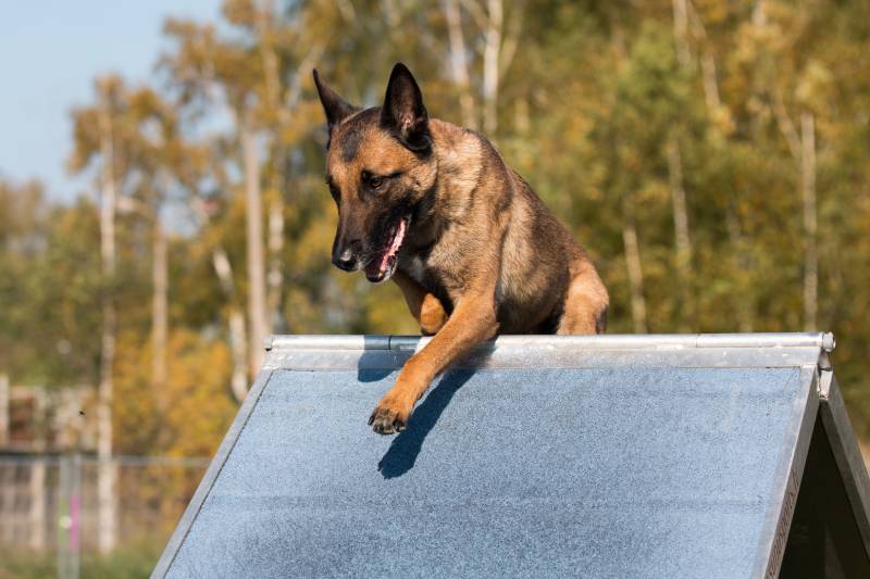 How Much Does Dog Agility Training Cost? 2026 Price Guide
