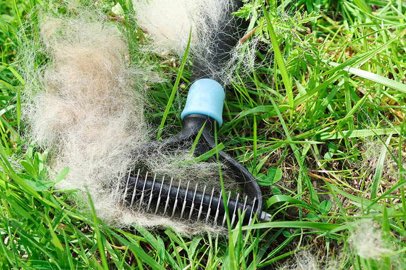 shedded hair of a belgian malinois with a brush