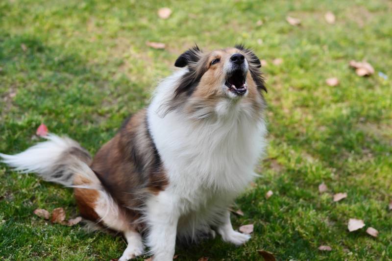 My Dog Barks When I Leave: Reasons & How to Stop It