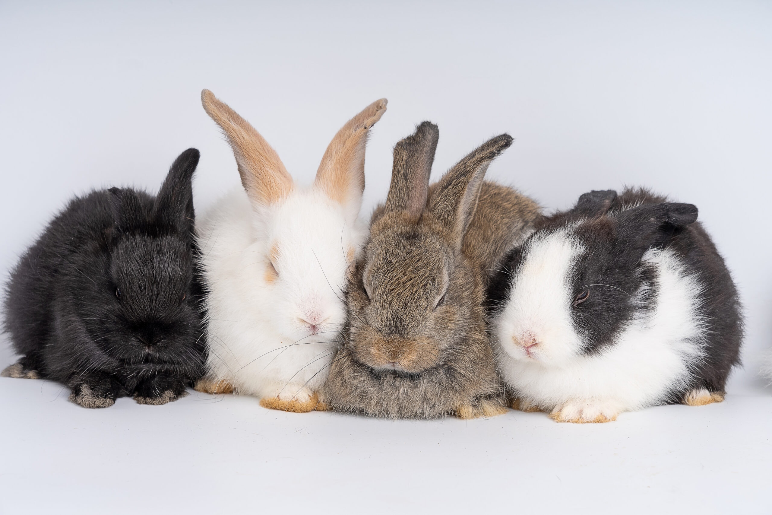 Do Rabbits Sleep with Their Eyes Open? Vet Approved Facts & FAQ