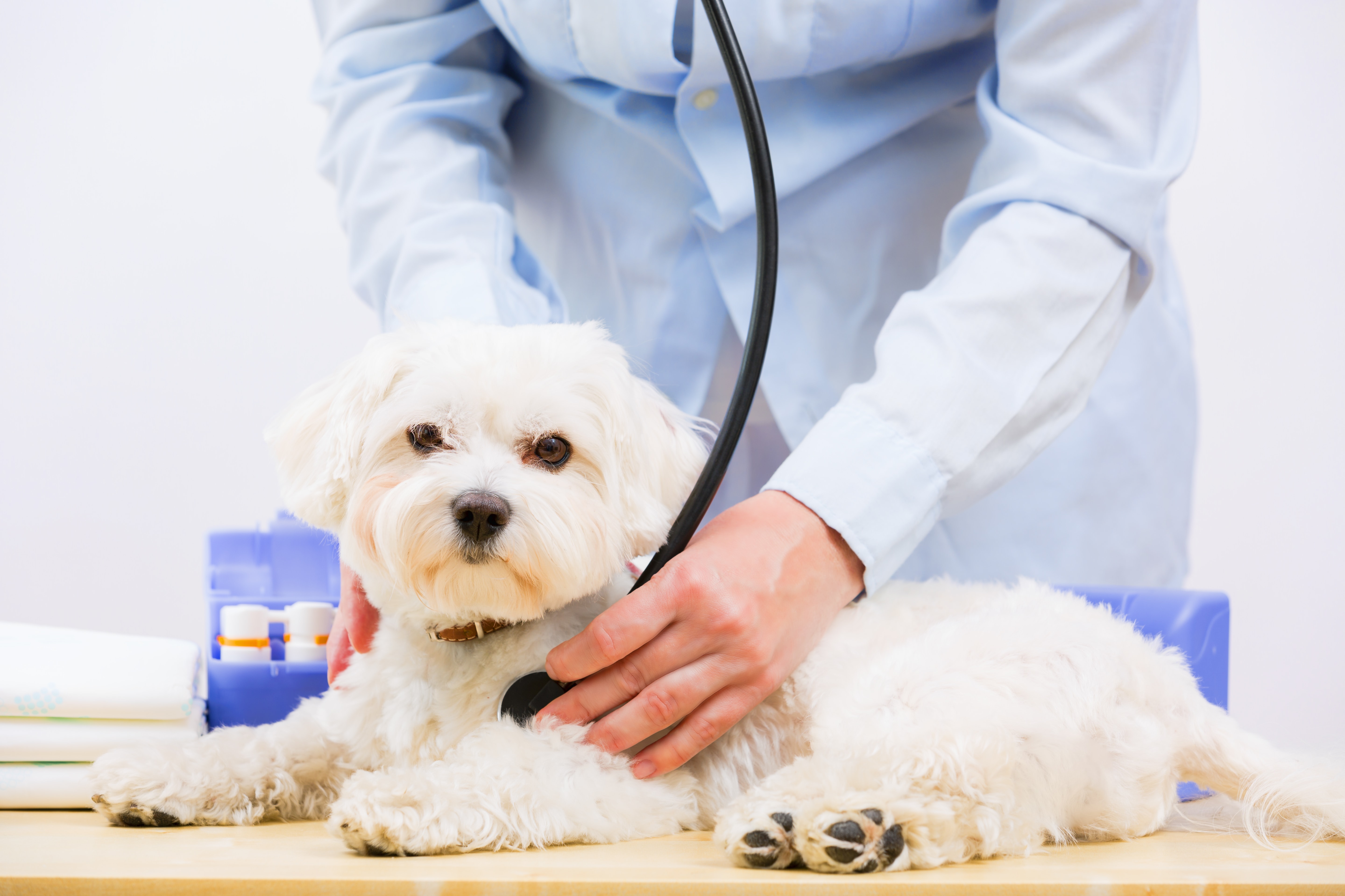 How Does a Vet Take a Dog’s Blood Pressure? Vet Approved Step-By-Step Guide