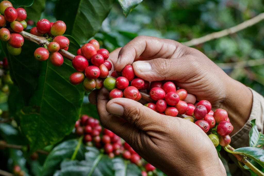 Are Coffee Plants Toxic to Cats? Vet-Approved Facts & FAQs