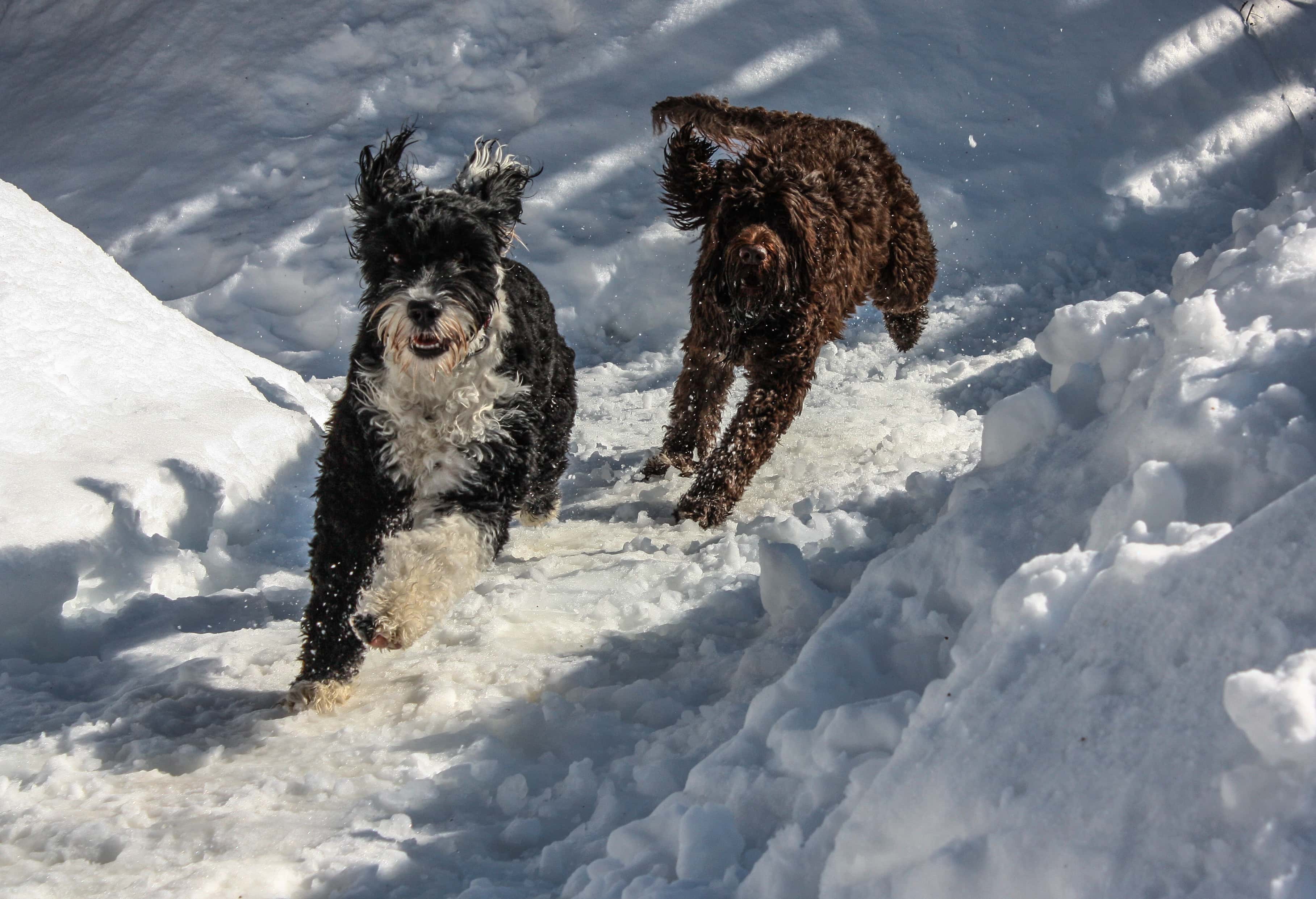 How Much Exercise Does a Portuguese Water Dog Need? Vet-Approved Facts