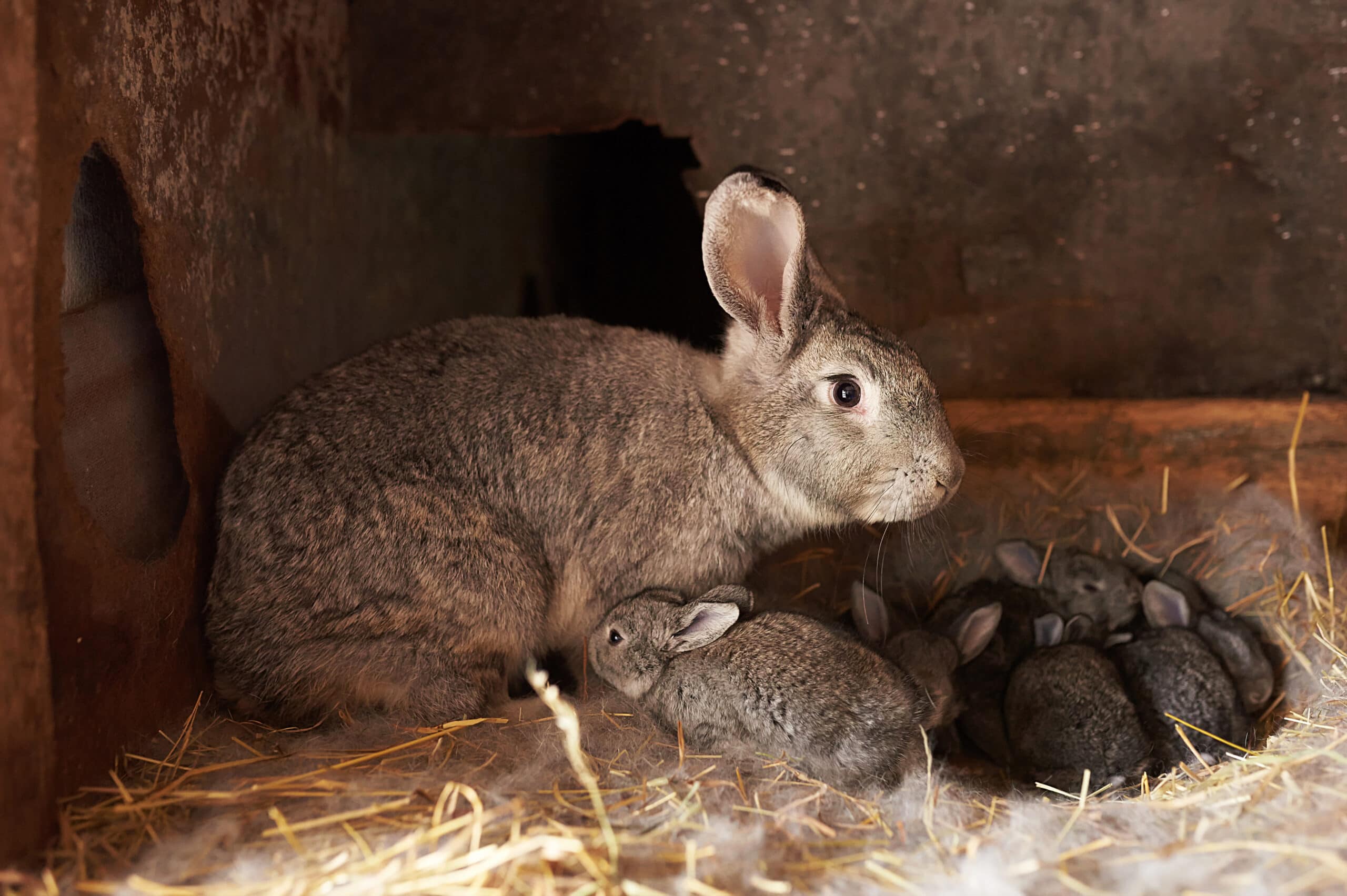 Do Rabbits Eat Their Babies? Vet-Reviewed Science & Info