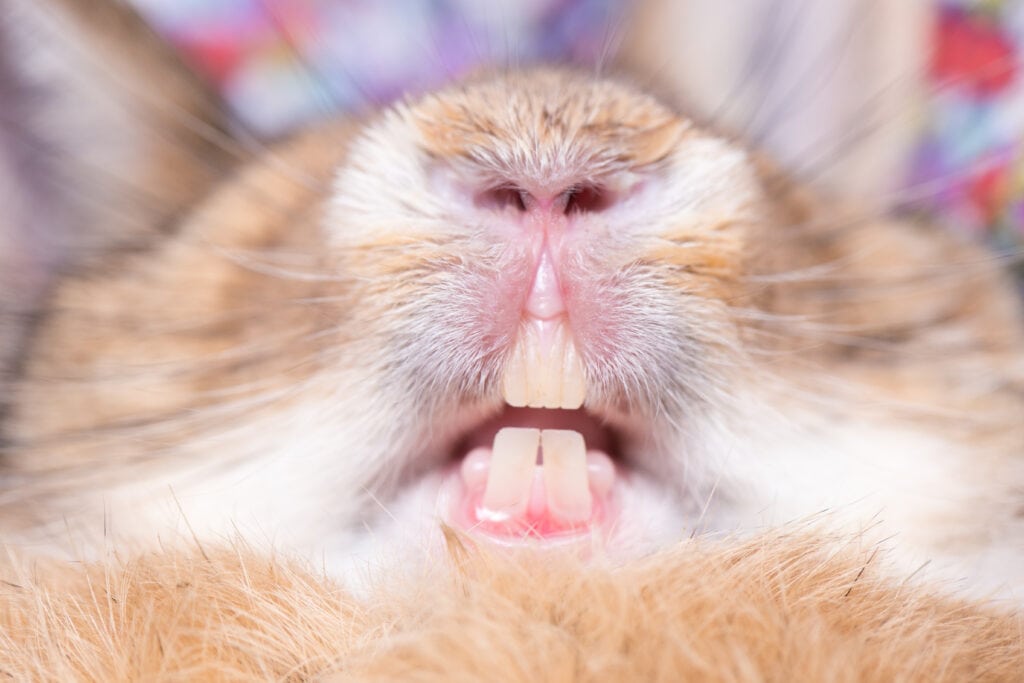How to Keep Rabbit Teeth Short: 7 Vet-Approved Tips & Tricks