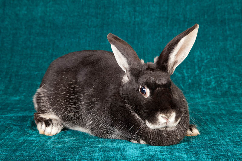 Silver Fox Rabbit: Info, Care, Diet, Pictures & More
