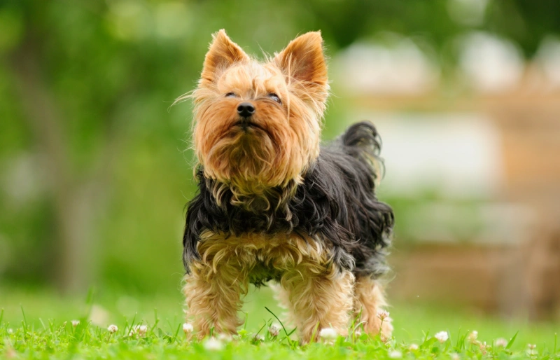 15 Most Affordable & Cheapest Dog Breeds in 2026 (With Info & Pictures)