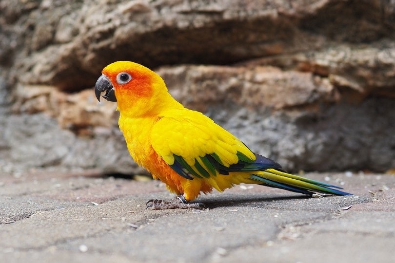 21 Types of Parrots: Info, Pictures & History