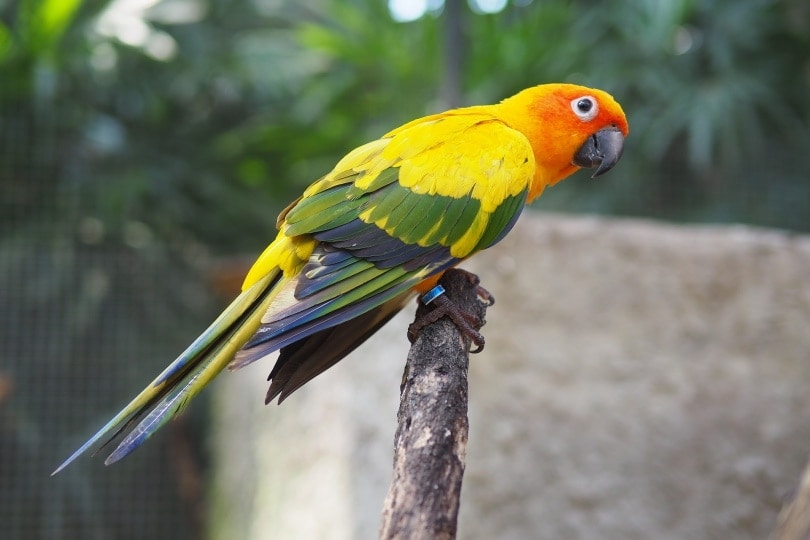 15 Types of Tropical Pet Birds & Where They Can Live (With Info & Pictures)
