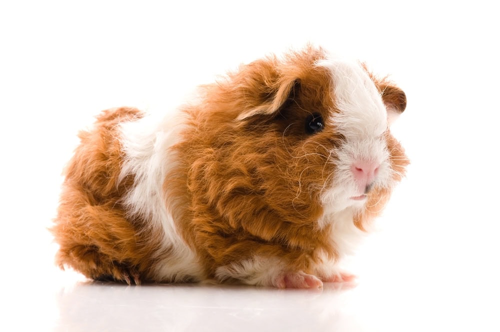 Texel Guinea Pig: Pictures, Lifespan, Behavior & Care Guide