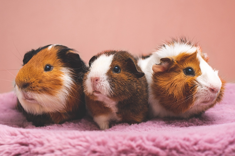 Do Guinea Pigs Make Good Pets? Vet-Verified Guide & Analysis