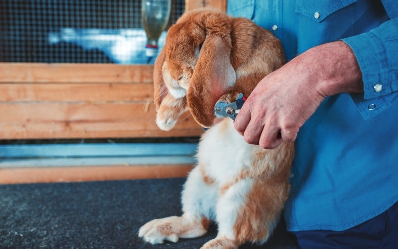 Do Rabbits Have Long Tails? Rabbit Anatomy Explained