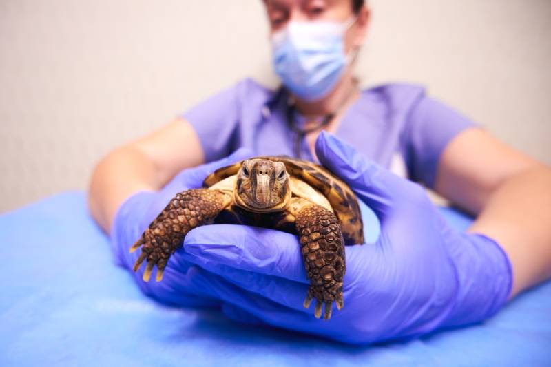Why Is Vet Care for Exotic Pets So Expensive? Vet-Reviewed Reasons & Facts