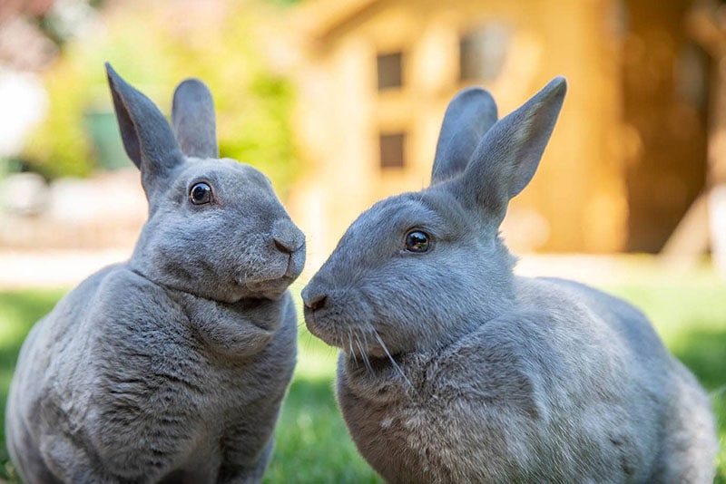 How Long Do Rex Rabbits Live as Pets? Vet Reviewed Lifespan, Data & Care