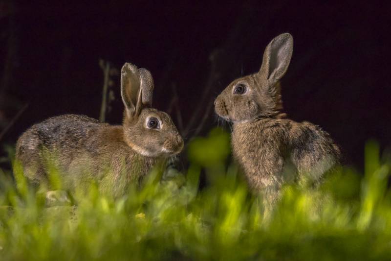 Can Rabbits See in The Dark? Vet-Reviewed Facts