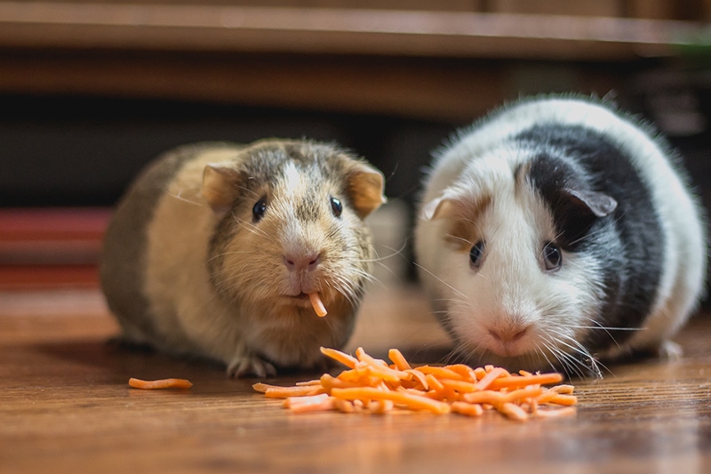 What Not to Feed Guinea Pigs: Vet-Verified Nutrition Facts