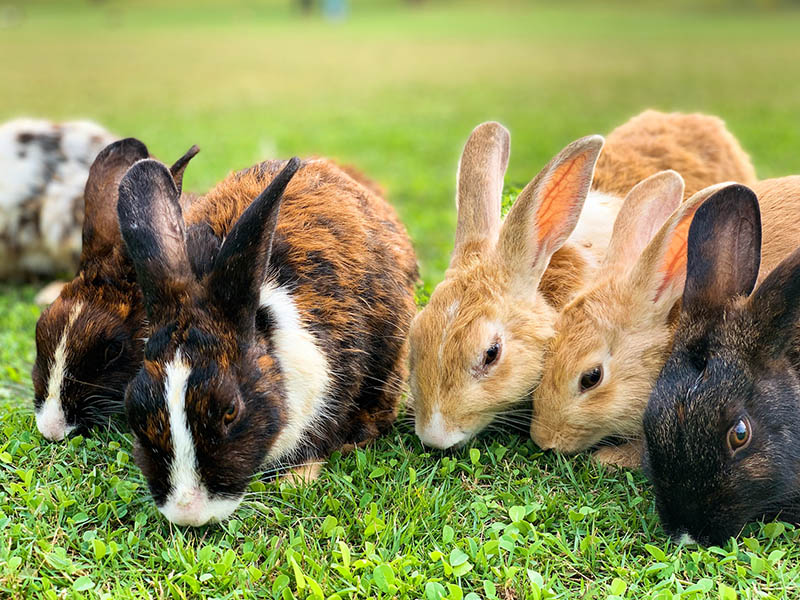 25 Types of Pet Rabbits (With Info & Pictures)