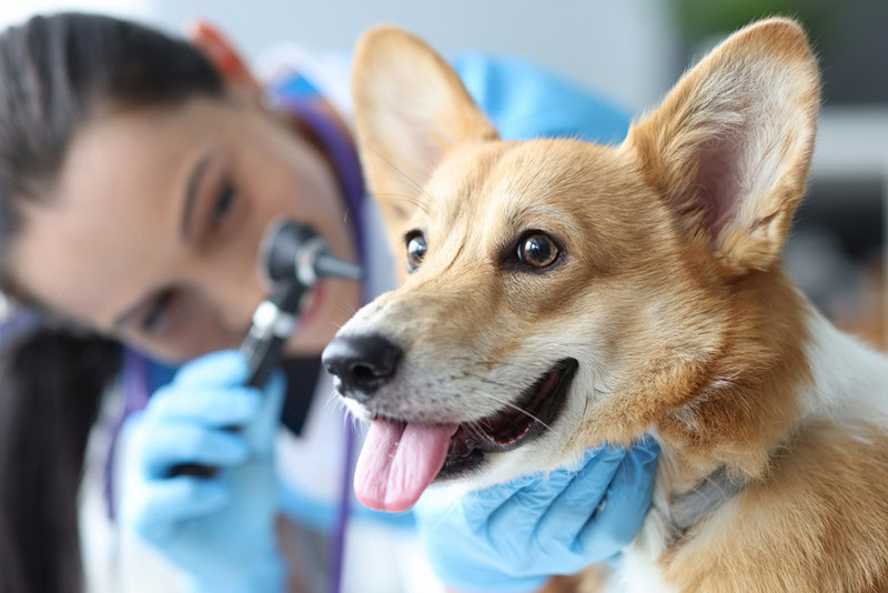 Are There Hearing Tests for Dogs? The Interesting Answer