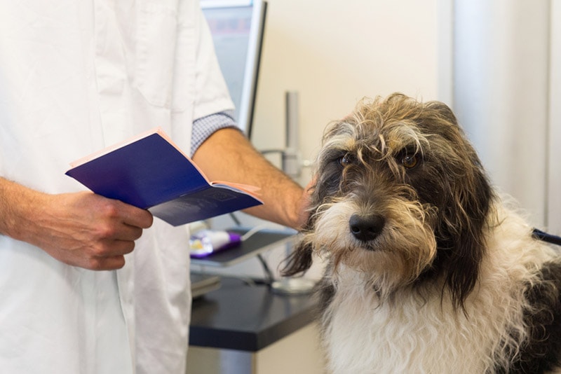 How Do I Get a Pet Passport in Canada? Step-by-Step Guide