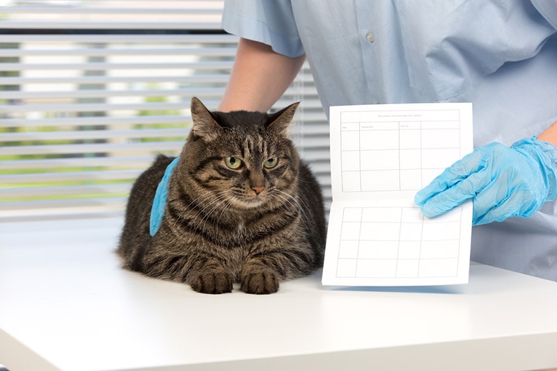 How Much Do Canadian Pet Passports Cost? 2026 Price Update