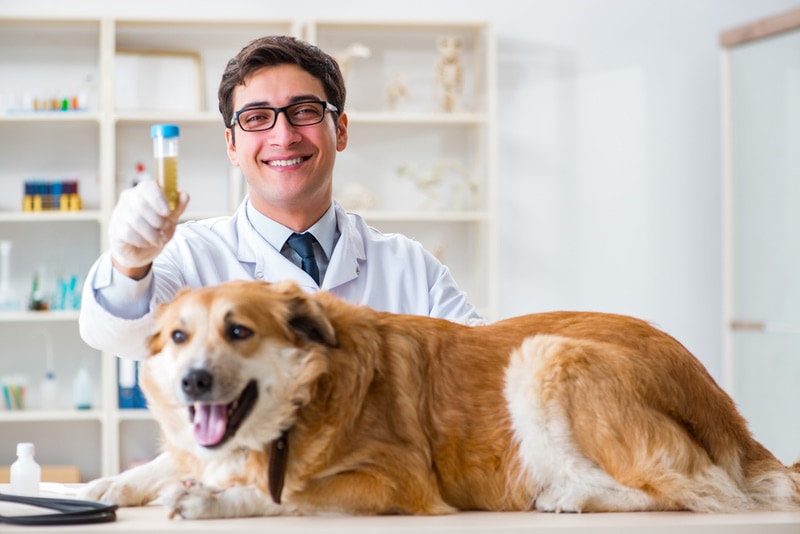 How To Get a Urine Sample from a Dog: Safe & Easy Vet Approved Steps