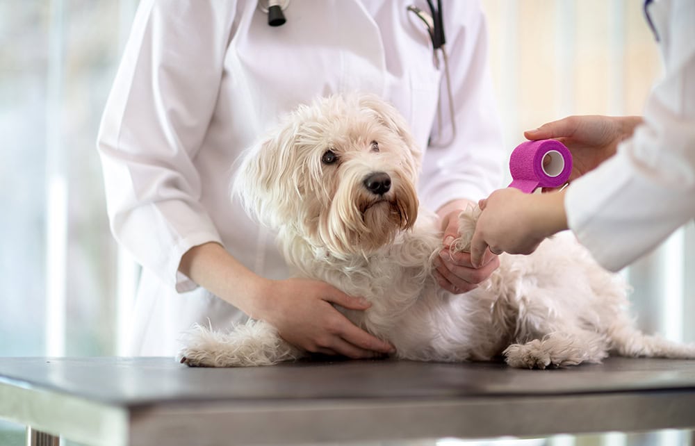 Patellar Luxation In Dogs: Signs, Causes & Treatment (Vet Answer)