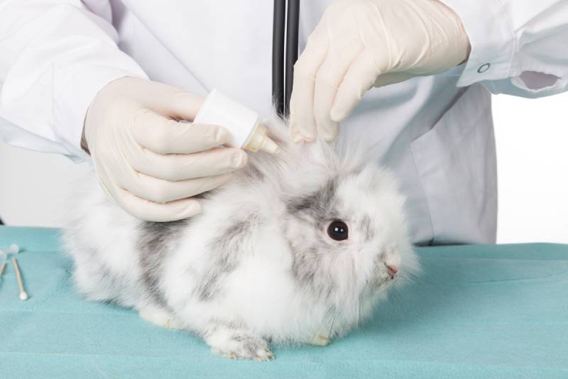 How To Treat Ear Mites In Rabbits: 7 Vet Approved Tips & Tricks