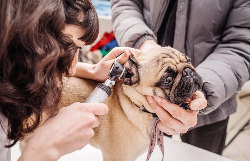 What Causes Hearing Loss in Dogs? 9 Vet-Reviewed Factors